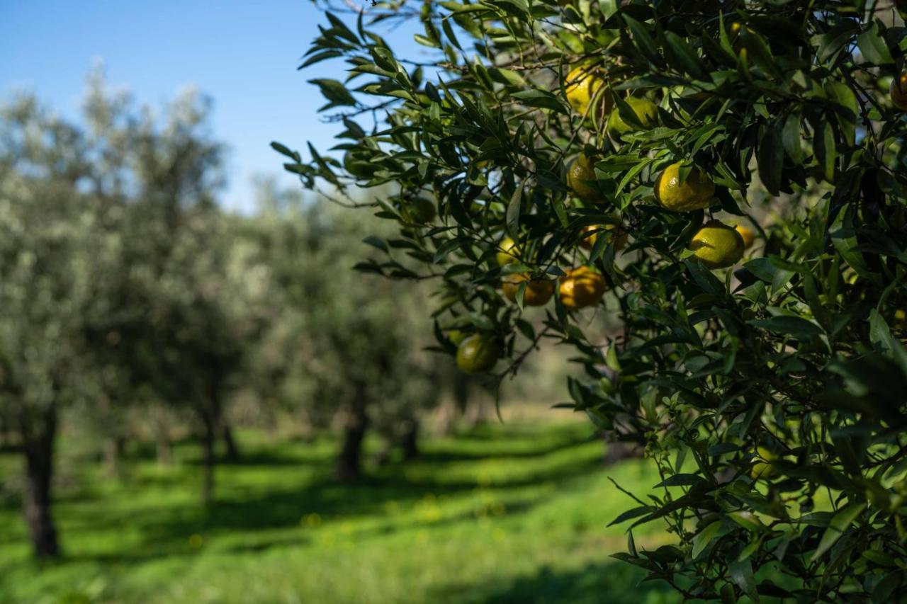 Agriturismo Costantino Maida Exterior foto